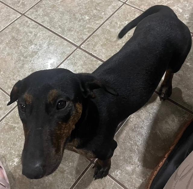 adoptable Dog in Los Angeles, CA named Daisy - So Ca