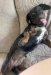 Daisy  -  Bonded With Norman  -  So Ca - Photo 7