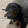 Daisy  -  Bonded With Norman  -  So Ca - Photo 5