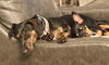 Daisy  -  Bonded With Norman  -  So Ca - Photo 3