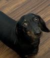 Rocky  -  Las Vegas - Photo 7
