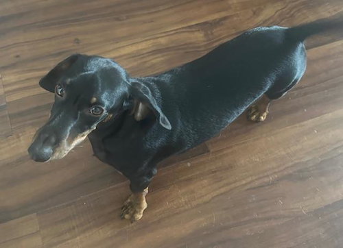 ROCKY  -  LAS VEGAS - Dachshund available for adoption