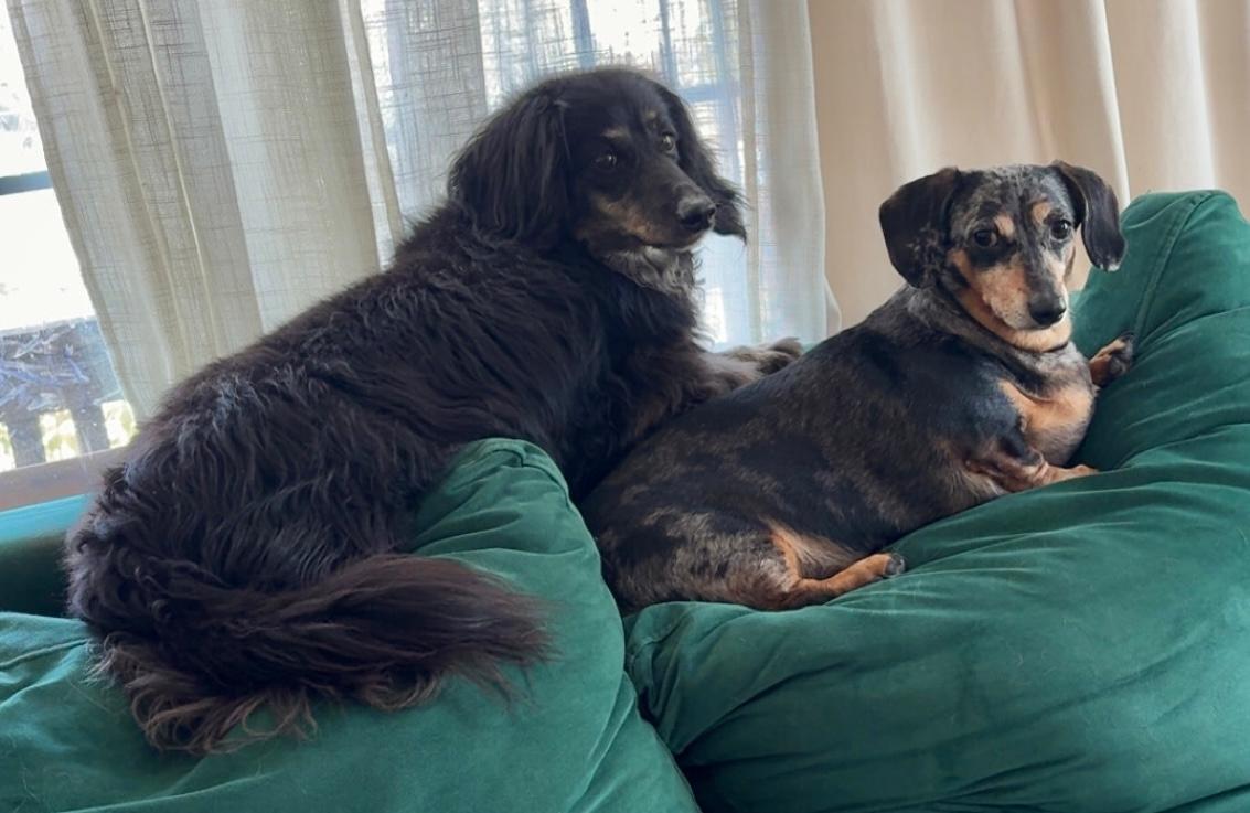 Weiner Dog Rescue Los Angeles: Save a Life Today 2025
