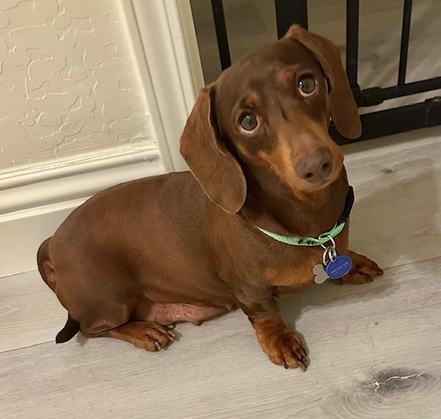 Weiner Dog Rescue Los Angeles: Save a Life Today 2025