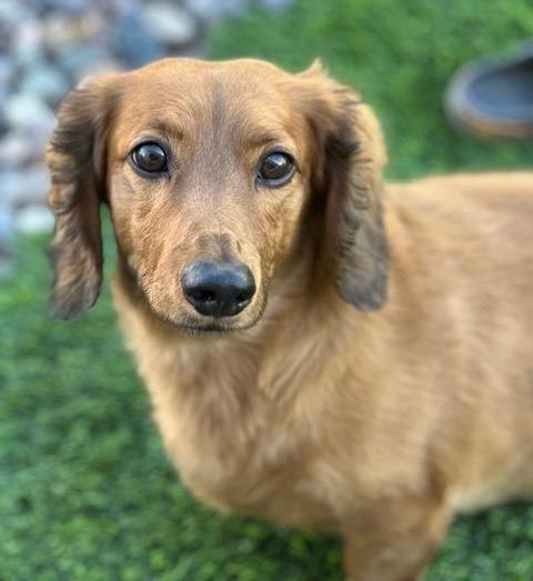GEORGE  -  BONDED WITH GRACIE  - LAS VEGAS - Dachshund available for adoption