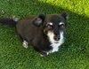 George  -  Bonded With Gracie  - Las Vegas - Photo 4