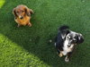George  -  Bonded With Gracie  - Las Vegas - Photo 3