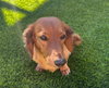 George  -  Bonded With Gracie  - Las Vegas - Photo 2