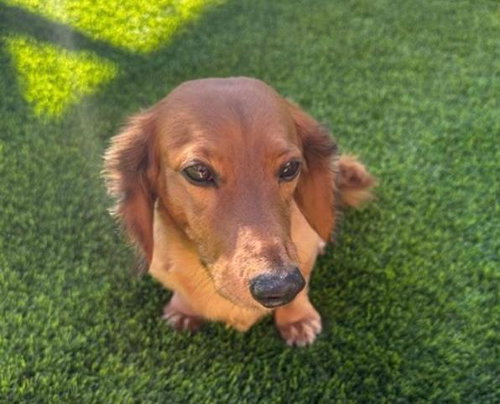 GEORGE  -  BONDED WITH GRACIE  - LAS VEGAS - Dachshund available for adoption