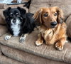 Gracie  -  Bonded With George  -  Las Vegas - Photo 6