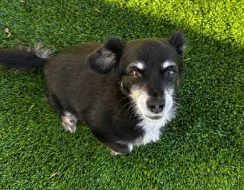 GRACIE  -  BONDED WITH GEORGE  -  LAS VEGAS - Chihuahua / Poodle (Miniature) available for adoption