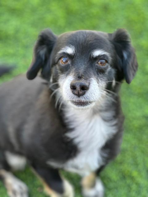 Gracie  -  Bonded With George  -  Las Vegas Image