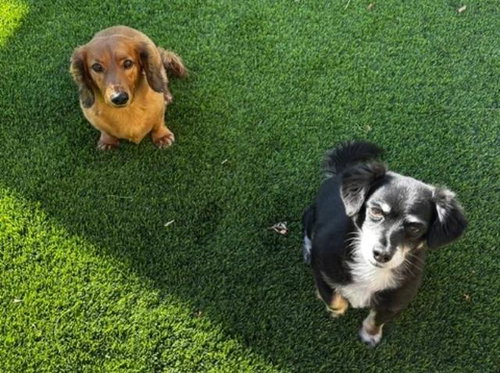 Gracie - Bonded With George - Las Vegas — thumbnail 6
