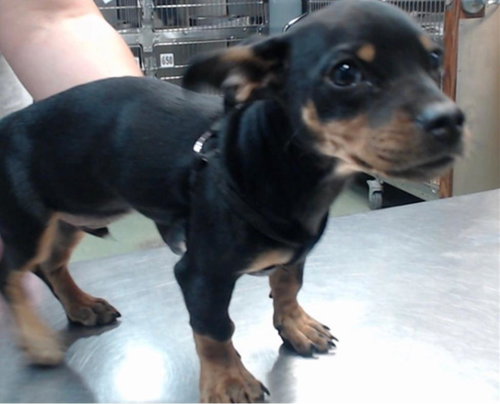 Puppy Norman - Bonded With Daisy - So Ca — thumbnail 9