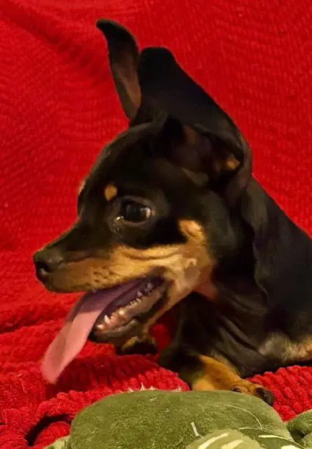 Puppy Norman - Bonded With Daisy - So Ca image 3
