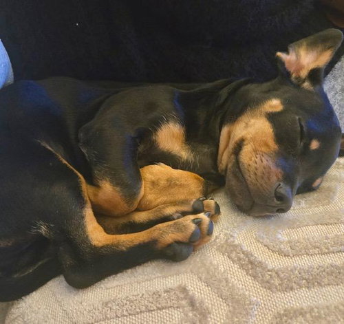 Puppy Norman - Bonded With Daisy - So Ca — thumbnail 7