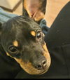 Puppy Norman  -  Bonded With Daisy  - So Ca - Photo 5