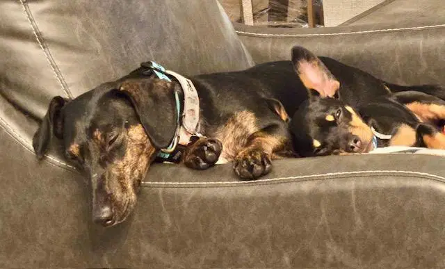 Puppy Norman - Bonded With Daisy - So Ca image 4