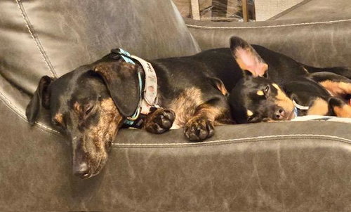 PUPPY NORMAN  -  BONDED WITH DAISY  - SO CA - Dachshund / Miniature Pinscher available for adoption
