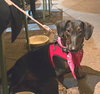 Puppy Norman  -  Bonded With Daisy  - So Ca - Photo 3
