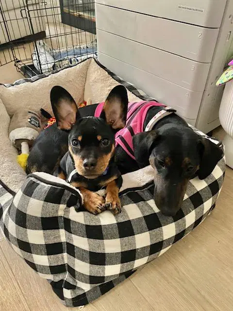 Puppy Norman - Bonded With Daisy - So Ca - Dachshund
