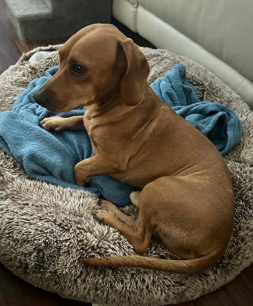 ODIE  -  LAS VEGAS - Beagle / Dachshund available for adoption