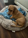 Odie  -  Las Vegas - Photo 2