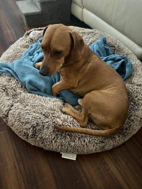ODIE  -  LAS VEGAS - Beagle / Dachshund available for adoption