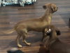 Odie  -  Las Vegas - Photo 3