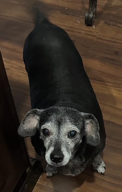 JASMINE  -  LAS VEGAS - Dachshund / Chihuahua available for adoption