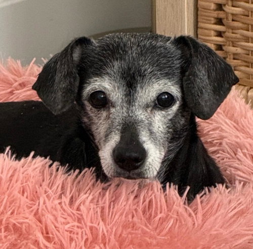 Jasmine  -  Las Vegas, an adoptable Dachshund in Los Angeles, CA