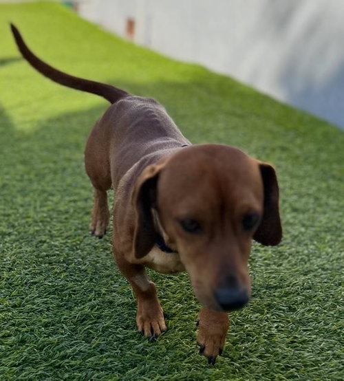 LINUS  -  SO CA - Dachshund / Chihuahua available for adoption