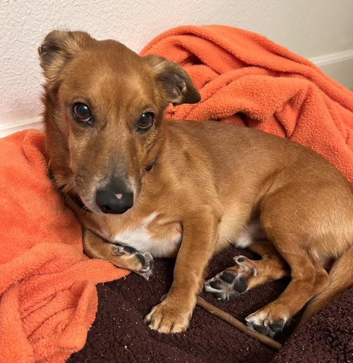 COCO  -  SO CA - Dachshund / Chihuahua available for adoption