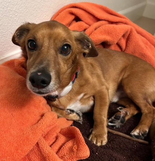 COCO  -  SO CA - Dachshund / Chihuahua available for adoption