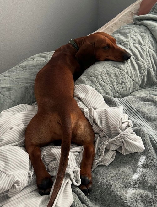 DRUT UTAH WALTER SALT LAKE CITY UT - Dachshund available for adoption