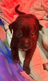 Puppy Comet  -  Las Vegas - Photo 3