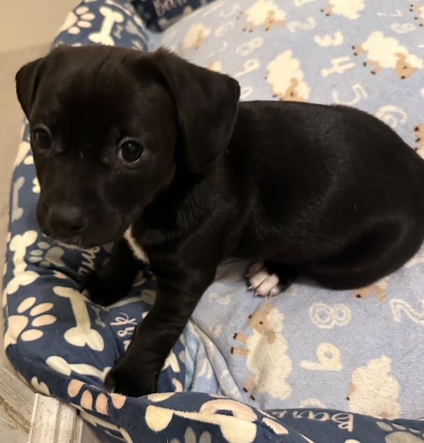 Puppy Comet  -  Las Vegas Image