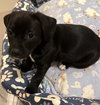 Puppy Comet  -  Las Vegas - Photo 1