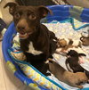 Puppy Prancer  -  Las Vegas - Photo 2