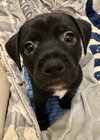 Puppy Prancer  -  Las Vegas - Photo 1