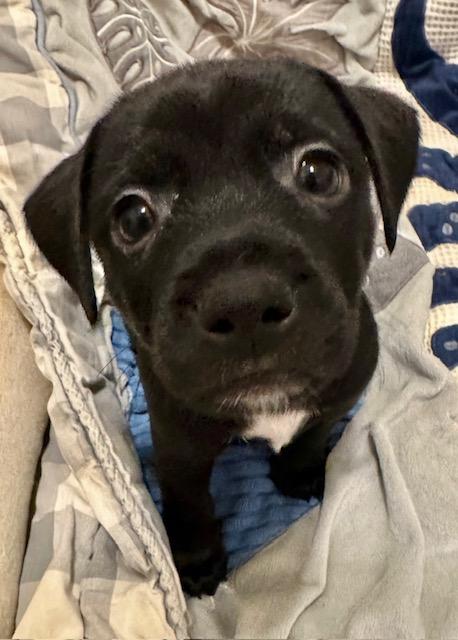 PUPPY PRANCER  -  LAS VEGAS - Dachshund / Chihuahua available for adoption