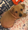 Puppy Blitzen Boy   -  Las Vegas - Photo 1