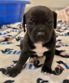 Puppy Kris Kringle  -  Las Vegas - Photo 1