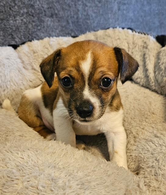 Puppy Danny Boy  -   Las Vegas Image