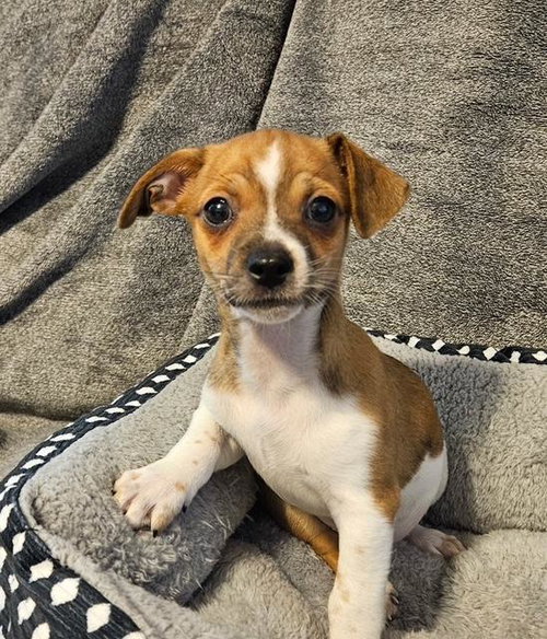 Puppy Danny Boy - Las Vegas — thumbnail 4