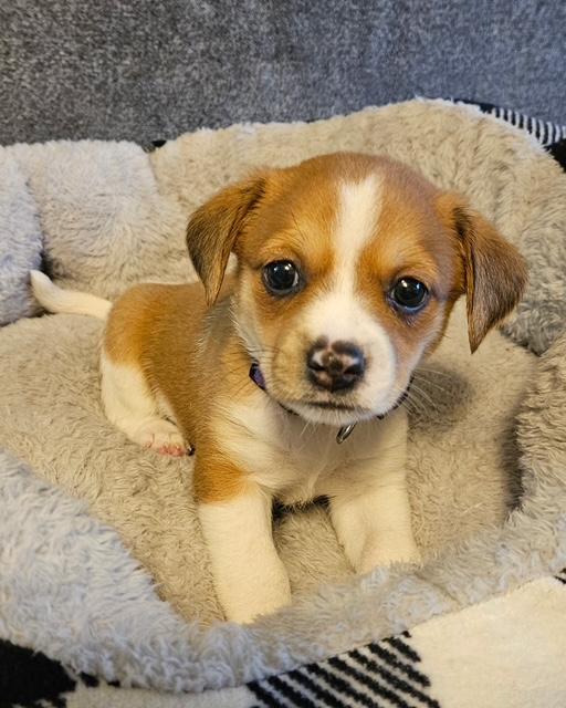 Puppy Patches Girl -  Las Vegas Image