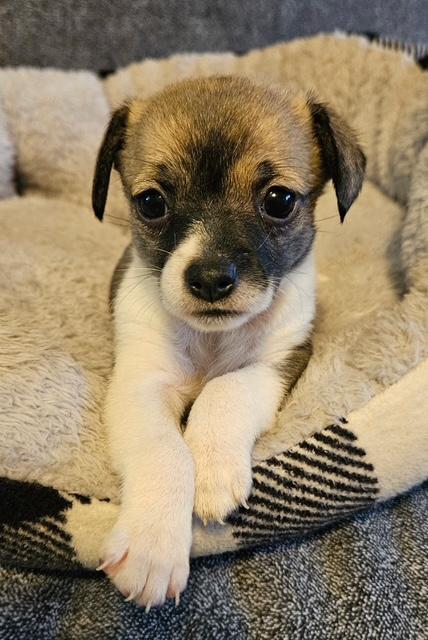 Puppy Oreo Girl  -   Las Vegas Image