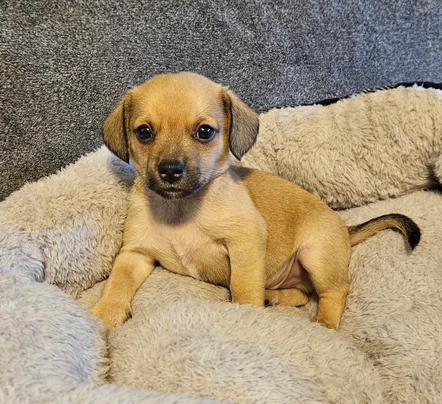 Puppy Lucky Boy  -   Las Vegas Image