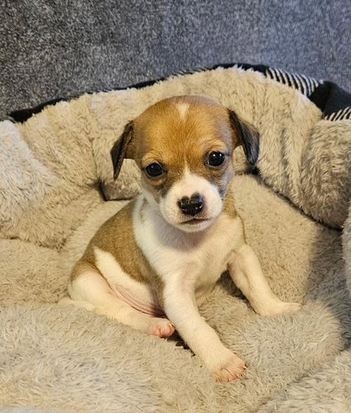 Puppy Peanut Boy - Las Vegas — thumbnail 6