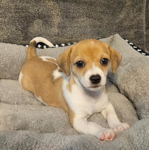 Puppy Peanut Boy - Las Vegas — thumbnail 4